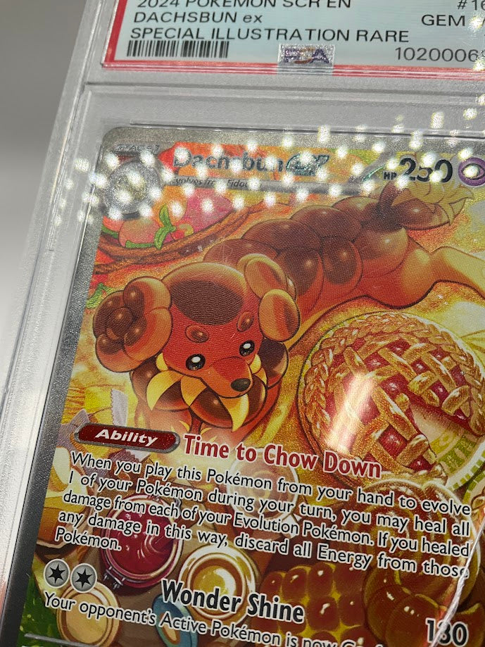 Dachsbun ex Pokemon Stellar Crown Special Illustration Rare #169 PSA 10 *See Photos*、Collector Store LLC Gaming、kayou