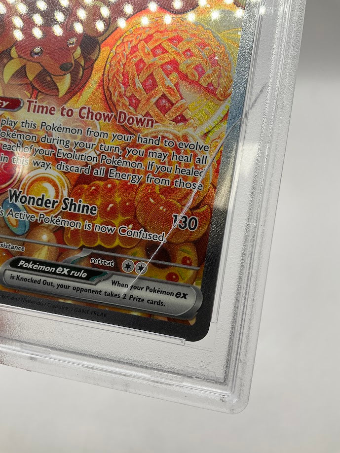 Dachsbun ex Pokemon Stellar Crown Special Illustration Rare #169 PSA 10 *See Photos*、Collector Store LLC Gaming、kayou